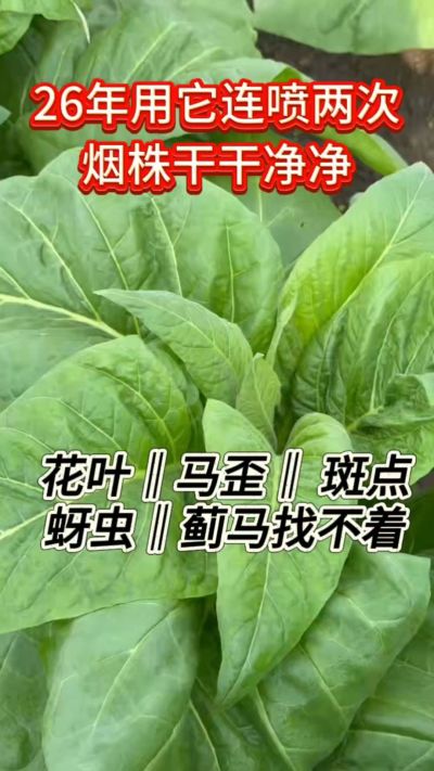 26年花叶马歪斑点问题这样做，叶片干干净净，一个也找不着