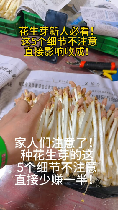 花生芽新人常踩的5个坑，你中招了吗？
⚠️ 不预发芽：成活率暴跌30%
⚠️ 密度过大：根部缺氧发霉
⚠️ 铺盘不平：浇水不均匀
⚠️ 湿度不达标：芽苗纤维化或发霉
⚠️ 见光发红：影响口感和售价
我