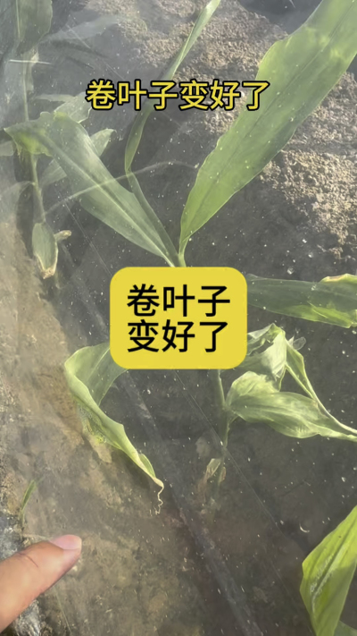 卷叶子变好了！