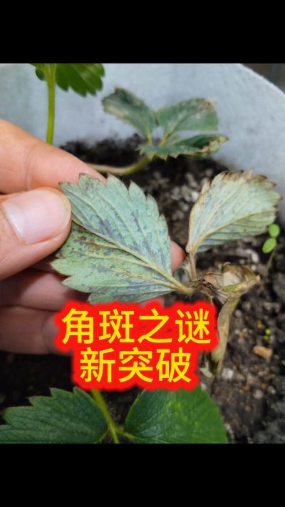 新方法，突破这个反复纠缠的谜