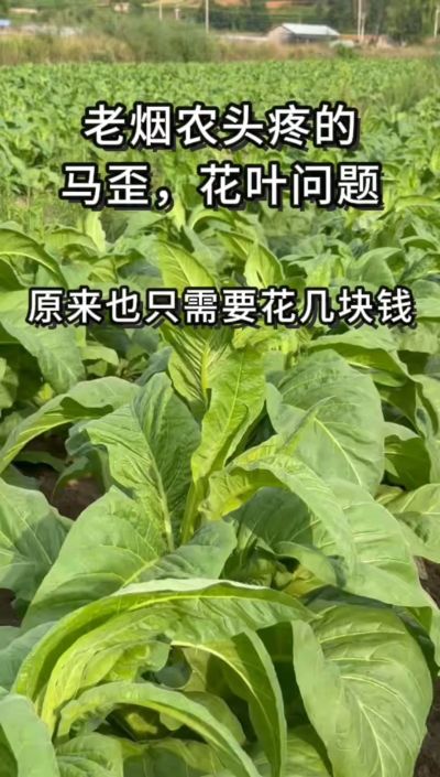 老烟农头疼的花叶马歪问题，原来也只需要花几块钱