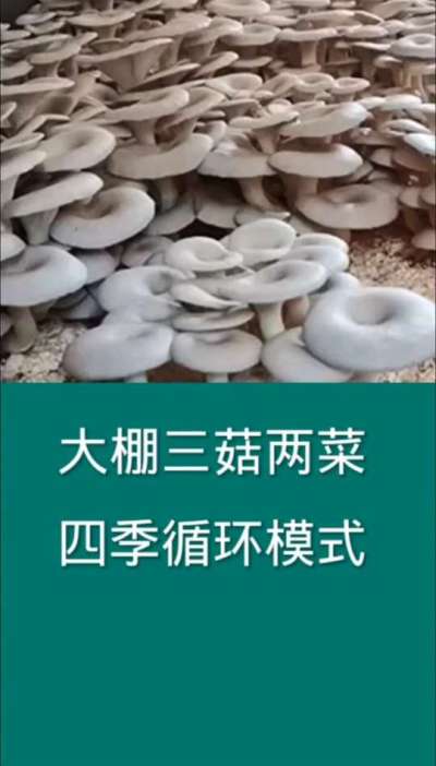 大棚三茬两菜四季循环模式