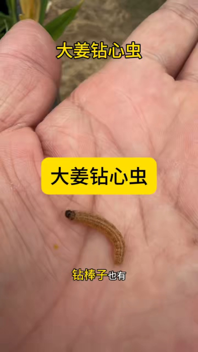 大姜钻心虫，到这个阶段，已经很难防治，只能手工逮虫