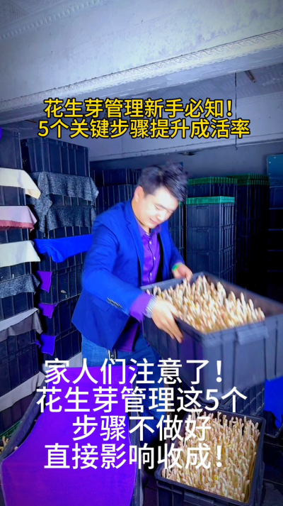 花生芽管理的5个关键步骤，你做到了几个？
⚠️ 湿度忽高忽低
⚠️ 温度不稳定
⚠️ 见光发红
⚠️ 病虫害滋生
⚠️ 采收不及时
我整理了《花生芽日常管理手册》，点击评论区领！
你管理时遇到过哪些难