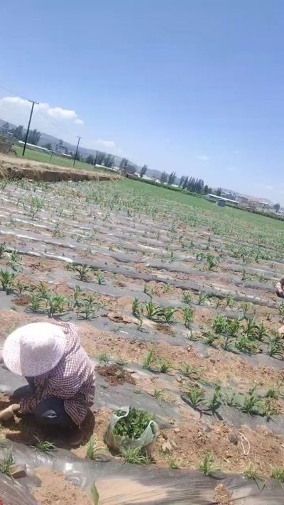 玉米和辣椒套种合理吗