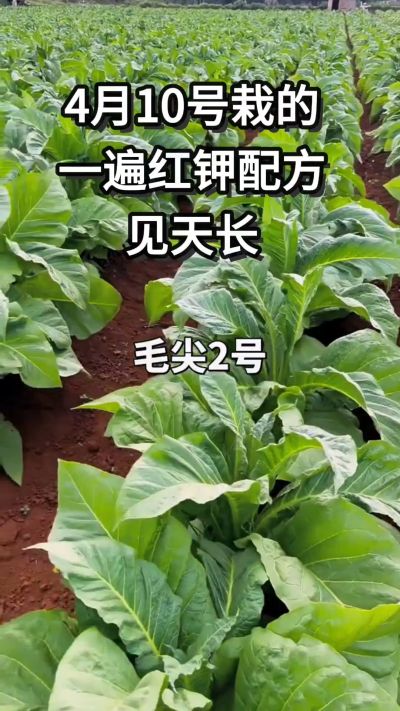 4月10号移栽的毛尖二号，喷一遍红钾疆苗弱苗都不见了，长势一下就起来了。想了解用法用量的评论区留言。