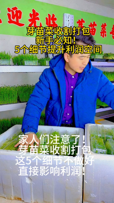 芽苗菜收割打包的5个关键步骤，你做到了几个？
✅ 适时收割：避免纤维化
✅ 正确切割：减少损伤
✅ 控制水分：防止发霉
✅ 透气包装：延长保鲜
✅ 运输保护：降低损耗

我整理了《芽苗菜收割包装指南》