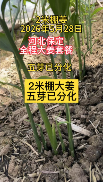 两米棚，五芽已分化