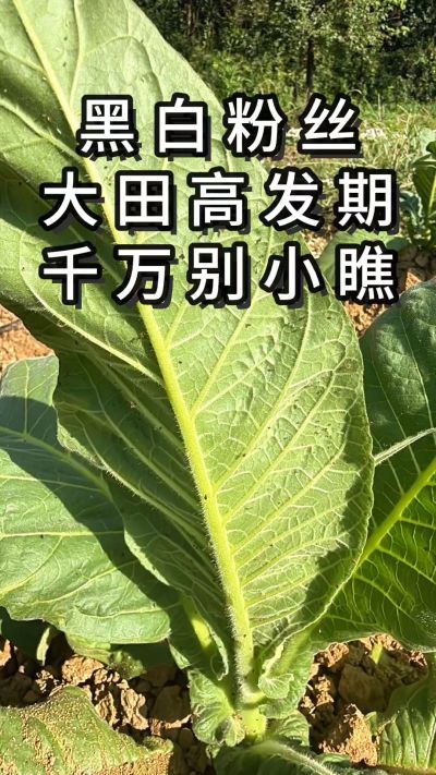 烤烟黑白粉丝进入高发期，一定不能大意，建议可以用这个方案。