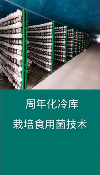 周年化冷库栽培食用菌