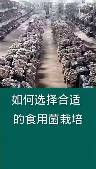 如何选择合适的食用菌栽培