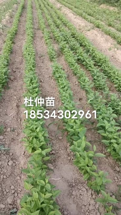 杜仲苗，一年苗，秋季造林优质种苗。需要联系18534302961
