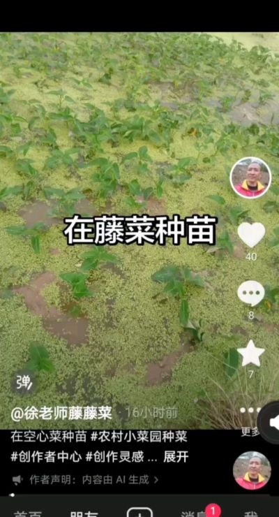 要想空心菜成活率高，种苗先栽到水田里，搬出去