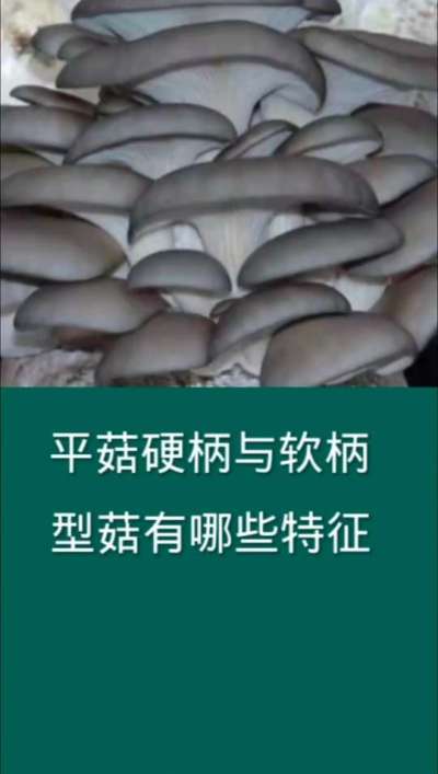 平菇硬柄与软柄型菇的特征