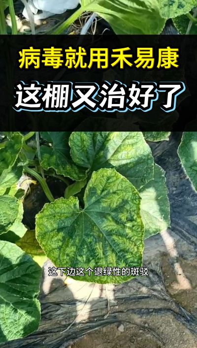 禾易康专治黄瓜病毒病 瓦瓦叶病毒  花叶病毒 绿斑驳病毒 可代理 电话15964536979刘老师