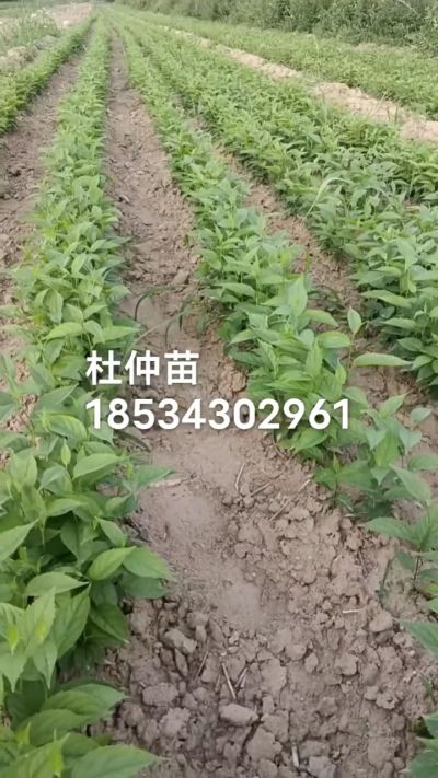 杜仲苗，秋季造林优质种苗。需要联系18534302961