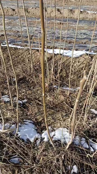臭椿树苗。秋季造林优质种苗。苗圃基地直销？需要联系18534302961