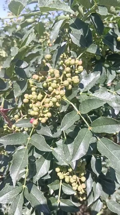 狮子头花椒苗，大量供应优质品种苗，苗圃基地直销。全国包邮到家。需要联系我