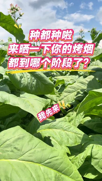 开花啦，打顶啰！老表们你们都到哪个阶段啦？