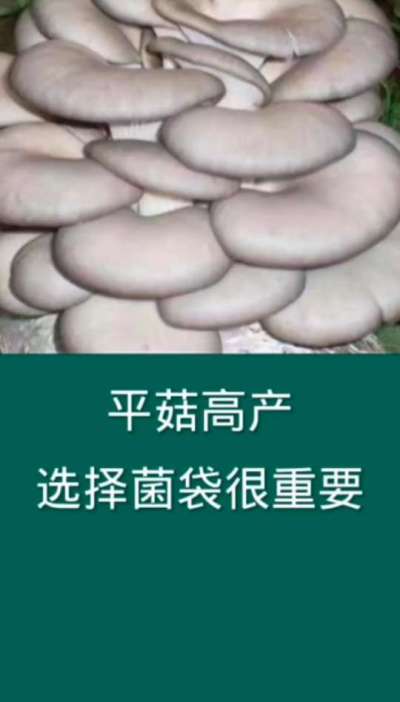 平菇高产，选择菌袋很重要。