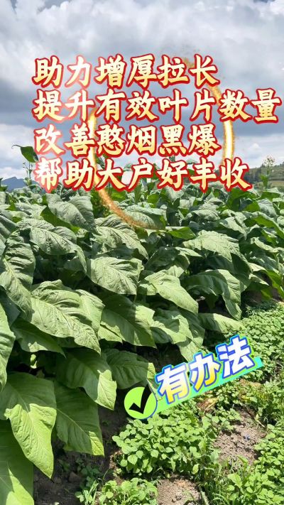 长好叶片，我们选优必星红钾。
