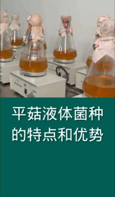 平菇液体菌种的特点和优势