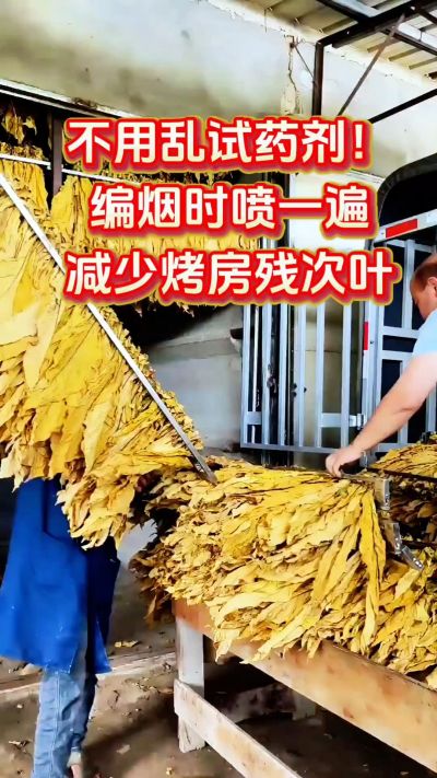 不用乱试💊剂！编好时喷一遍，减少烤房残次叶