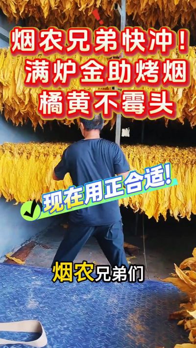 烟农兄弟快冲！满炉金助烤烟橘黄不霉头，现在用正合适！