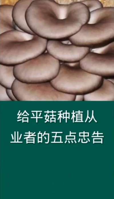 给平菇种植从业者的五点忠告