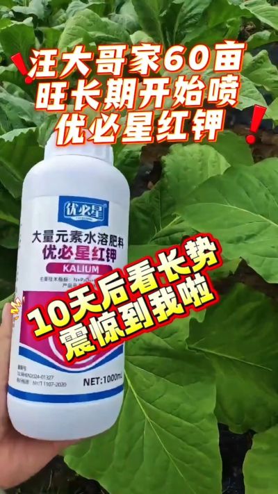 汪大哥60亩淹田用完优必星红钾10天带你看验收，惊到我啦，你们觉得漂亮吗？