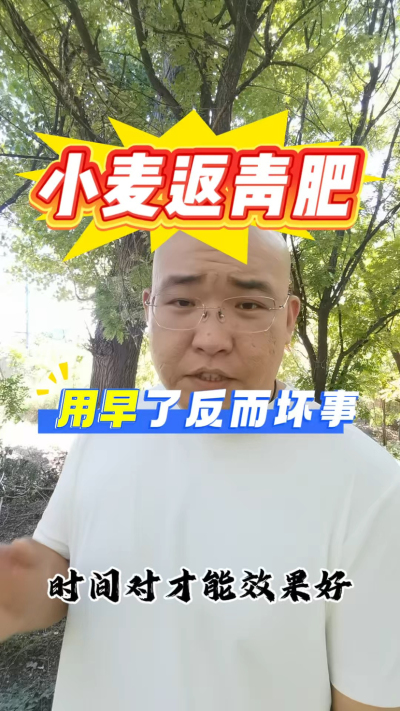 小麦返青肥，用早了反而坏事