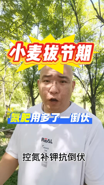 小麦拔节期，氮肥用多了倒伏