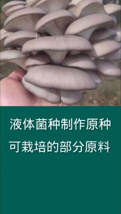 液体菌种制作原种可栽培的部分原料