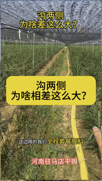沟两侧，为啥相差这么大呢？