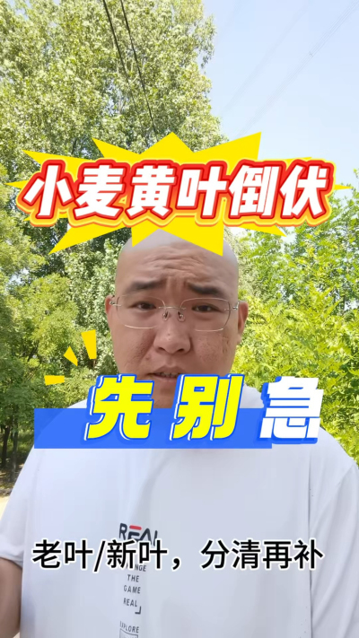 小麦黄叶倒伏，别着急，分清老叶新叶