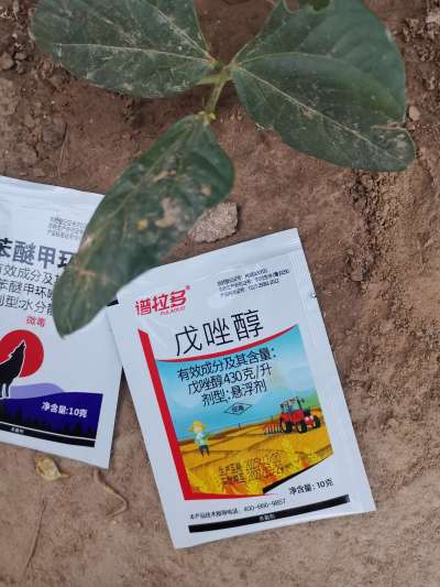 葡萄霜霉病。