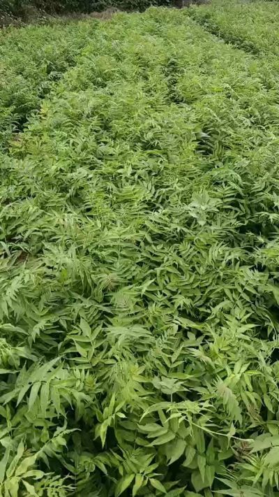 2026年林源苗圃苗木秋季造林优质种苗。大量优惠推广，杜仲苗，侧柏苗。杜梨苗。酸枣苗。臭椿苗，药用连翘小苗，牡丹小苗，芍药小苗，「花椒苗，连翘苗，钙果苗」量大各自200万货源。北栾树苗，国槐树苗，白蜡