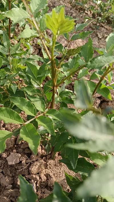大红袍花椒苗