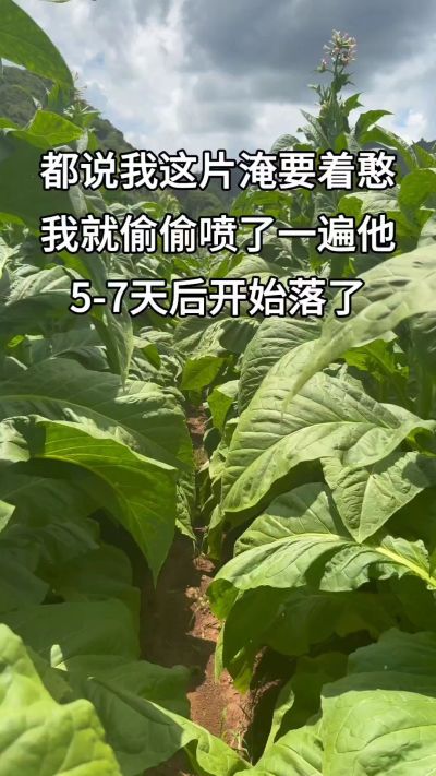 别管那么多，干就完了#烤烟种植#烤烟种植技术#三农流量扶持计划