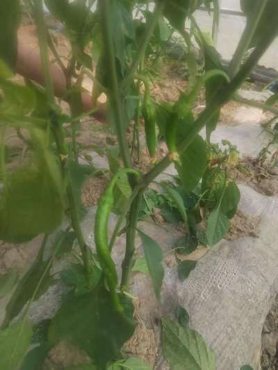 辣椒