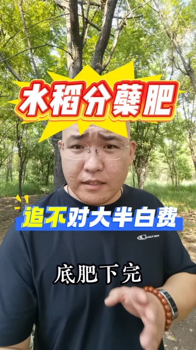 水稻分蘖肥，追不对大半白费