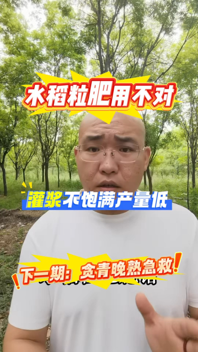 水稻粒肥用不对，灌浆不饱满