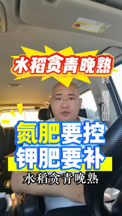 水稻贪青晚熟，氮肥要控