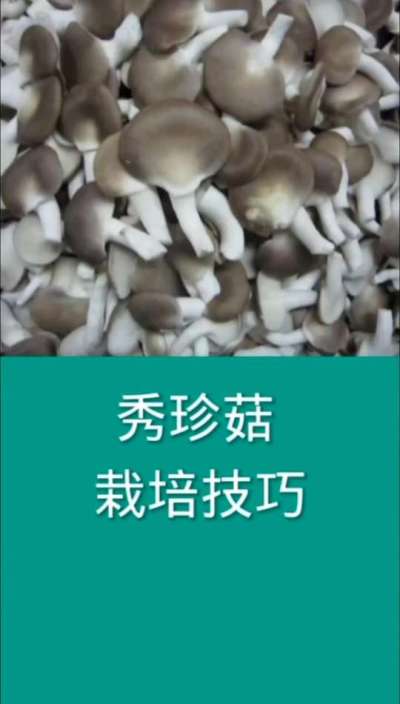 ���乽ݪֲ����