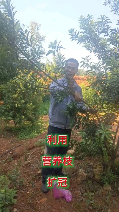 杨梅小树正确培养，要利用营养枝扩冠，能快速长大 #杨梅树管理 #杨梅树修剪与管理 #果丰林修剪团 #三朵哥