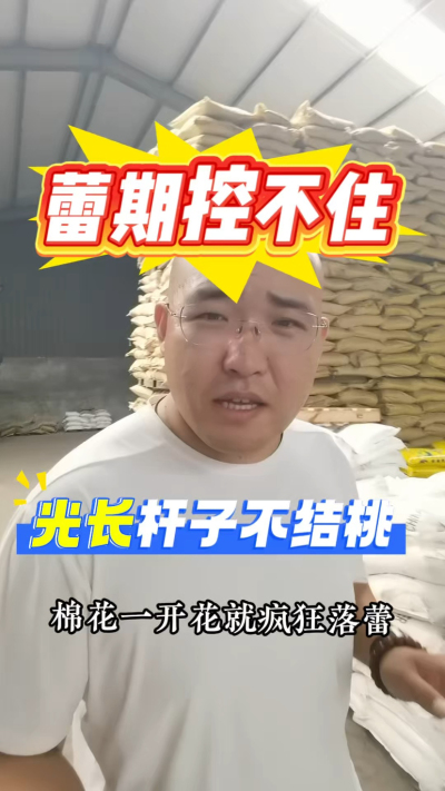 棉花蕾期控不住，光长杆子不结桃