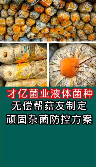 才亿菌业液体菌种，无偿为菇友制定顽固杂菌防控方案