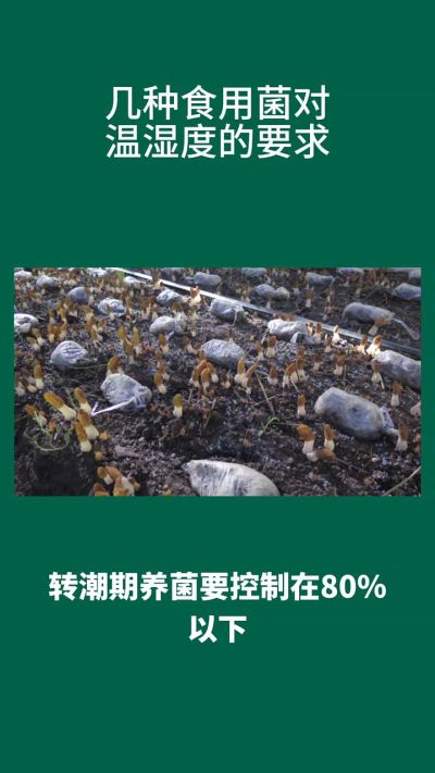 几种食用菌对温度的要求