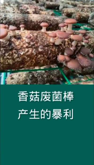 香菇废菌棒产生的暴利