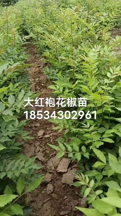 秋季大量供应优质种苗，低价出售臭椿苗，杜仲苗，花椒苗，侧柏小苗。药用连翘科研种苗。巨峰葡萄苗，药用连翘树，3/4年挂果树，药用连翘苗，3年移栽种苗。自己地里种苗，全国包邮到家。需要联系13994895